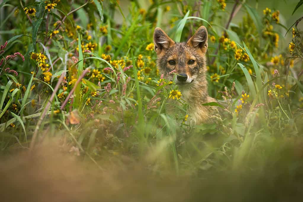 Golden jackal peeking out of long grass in summer.