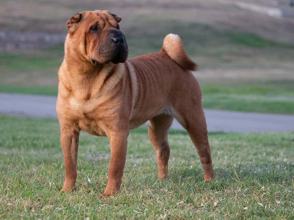 Portrait  Shar Pei adult brown  purebred dog on the grass