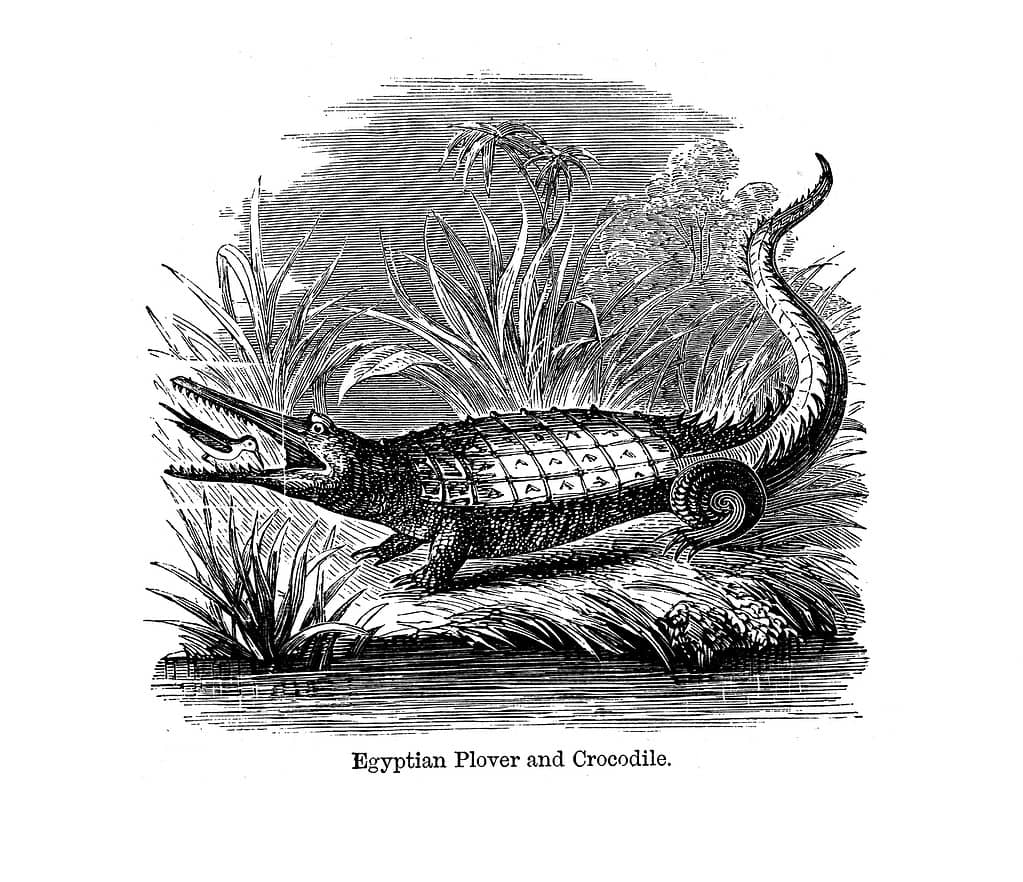 Egyptian plover cleaning crocodile's teeth; Victorian black and white engraving birds;