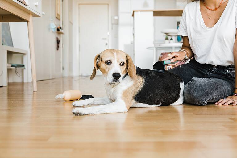 unrecognizable woman grooming her pet