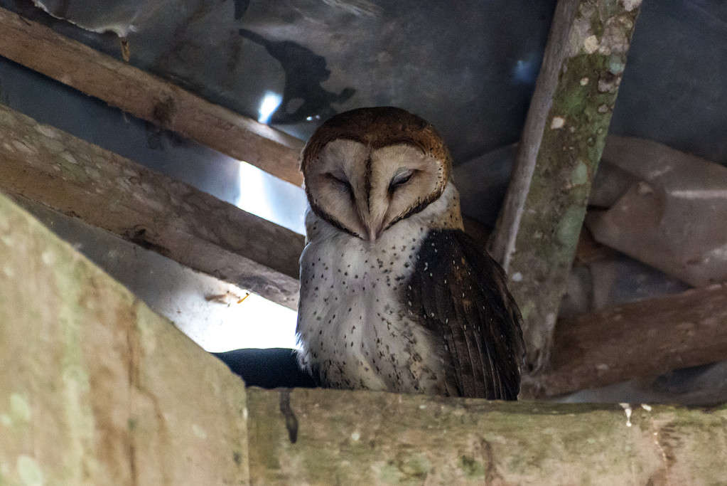 A Galapagos Barn Owl perched in the rafters of a building, one of the fascinating animals of the Galapagos Islands