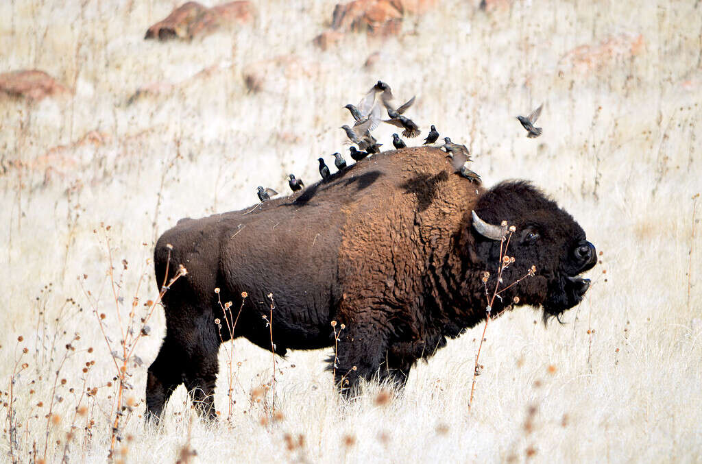 Bellowing Bison