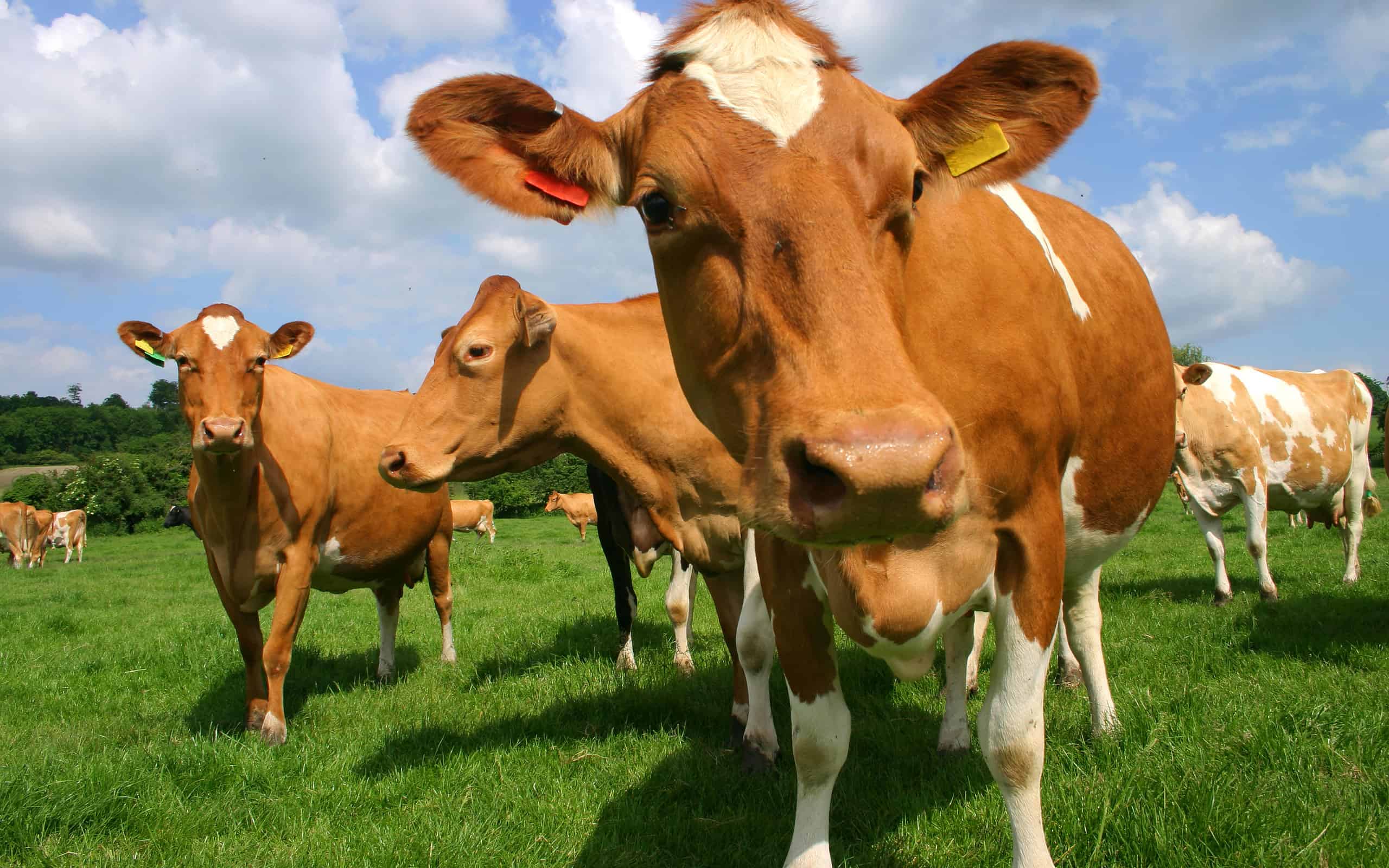 A picture of a field of Guernsey cows