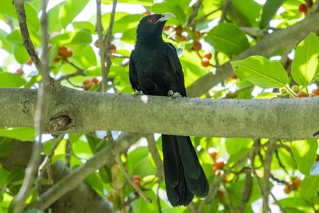 Indian Koel sitting in a branch