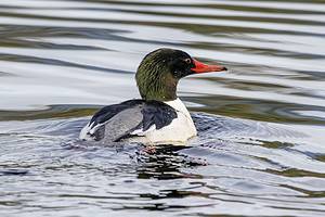 Common Merganser, British Columbia, Canada
