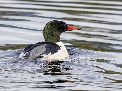 A Merganser