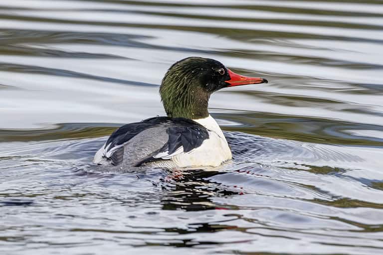Merganser