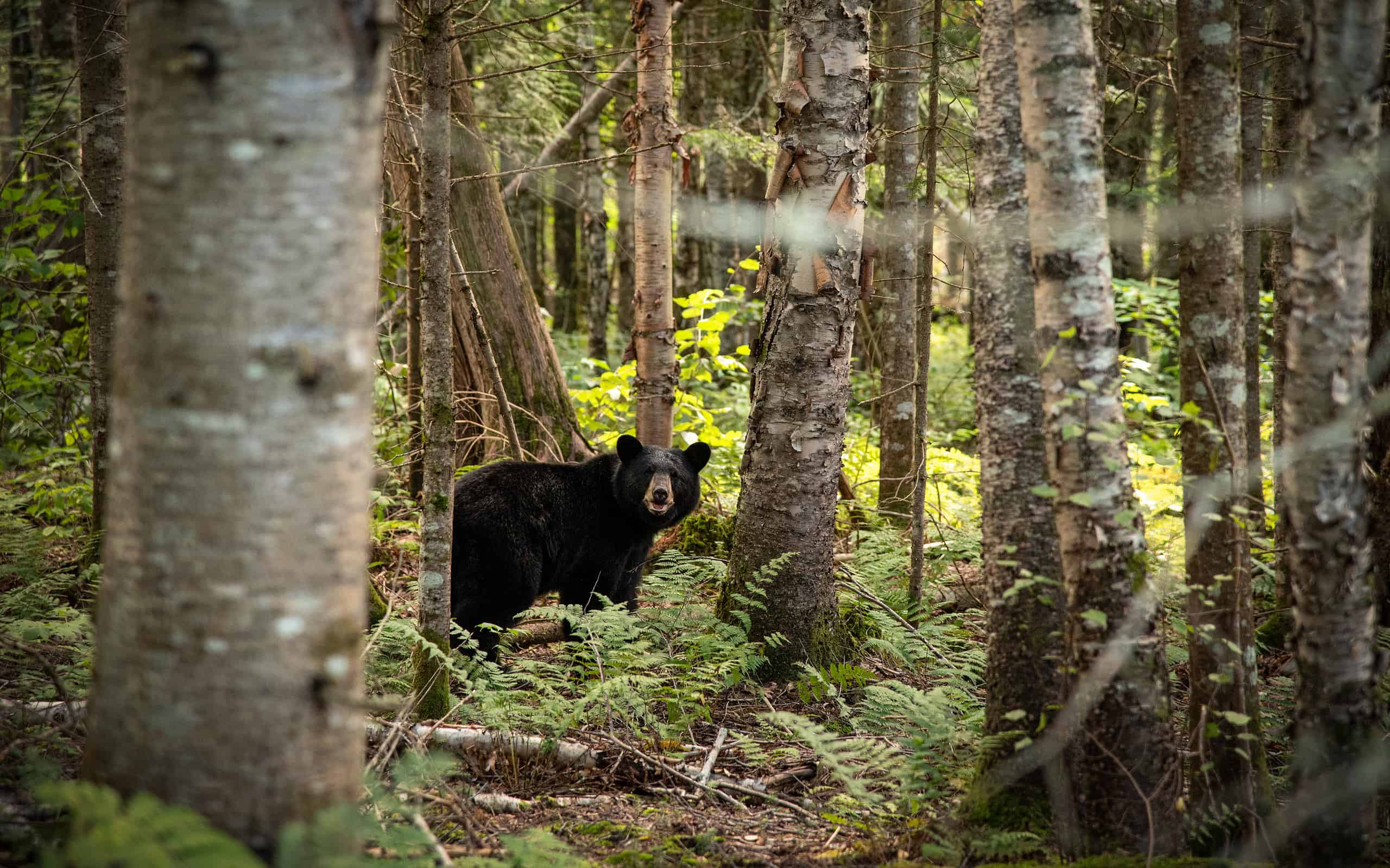 Black Bear, New Hampshire, Bear, Forest, USA