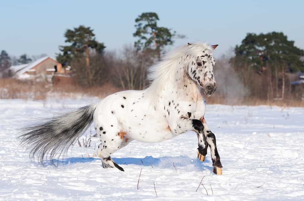 Appaloosa pony runs gallop in winter