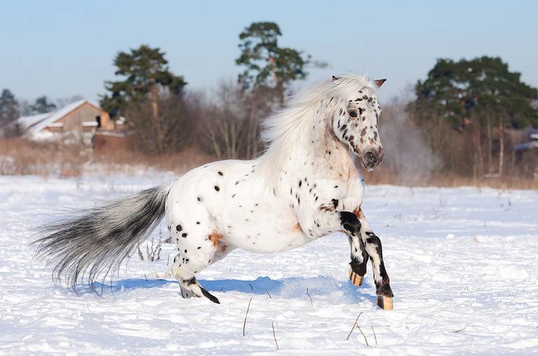 Appaloosa pony runs gallop in winter