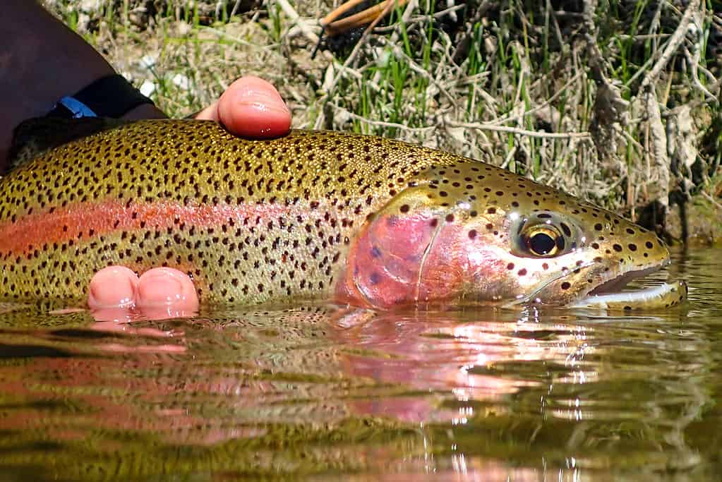 Wild rainbow trout caught and released on the Boise River