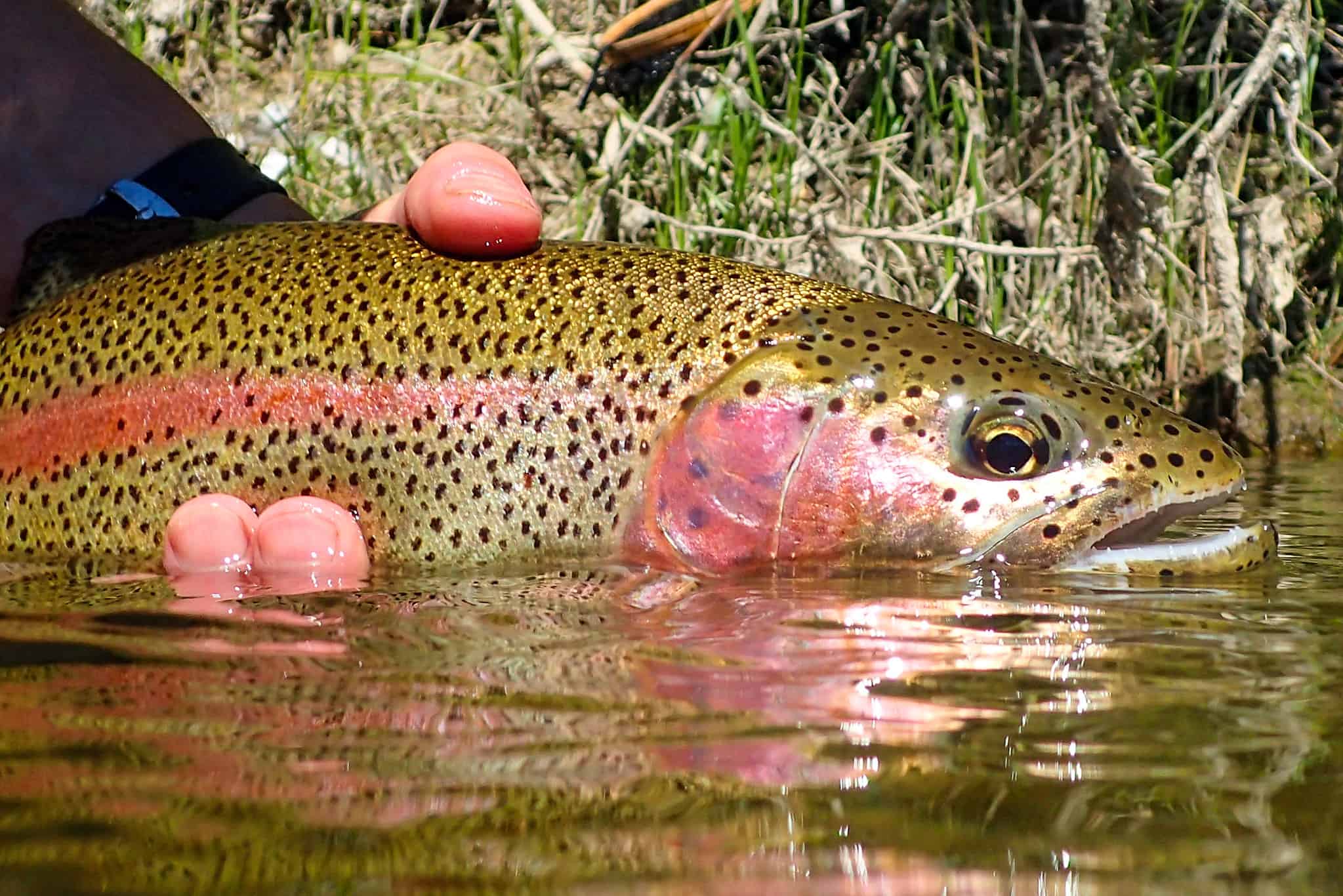 Discover the Largest Rainbow Trout Ever Caught - A-Z Animals