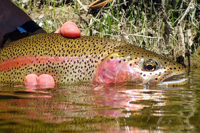 Wild rainbow trout caught and released on the Boise River