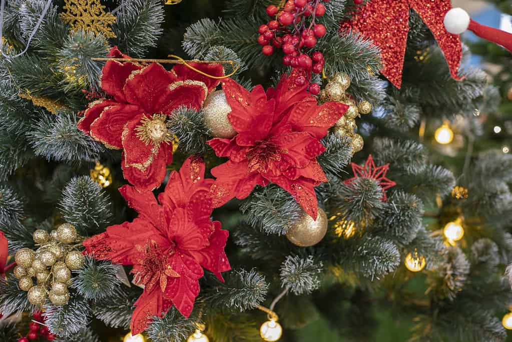 Red Poinsettia Christmas star artificial decoration on a Christmas tree branch. Festive sparkling background