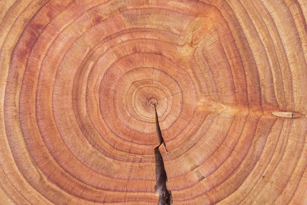 Oiled Douglas fir tree cross-section. Oiled wood slice. Tree cookie. Annual growth rings