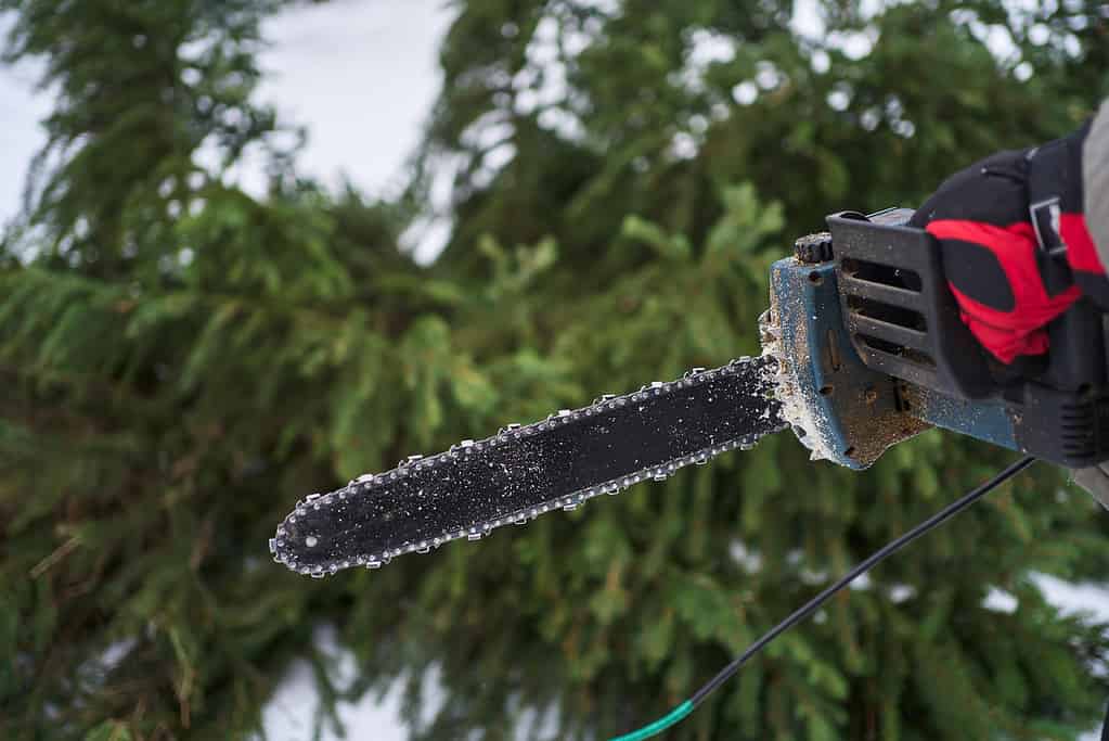 chainsaw on the background of a cut-down Christmas tree in the snow in winter