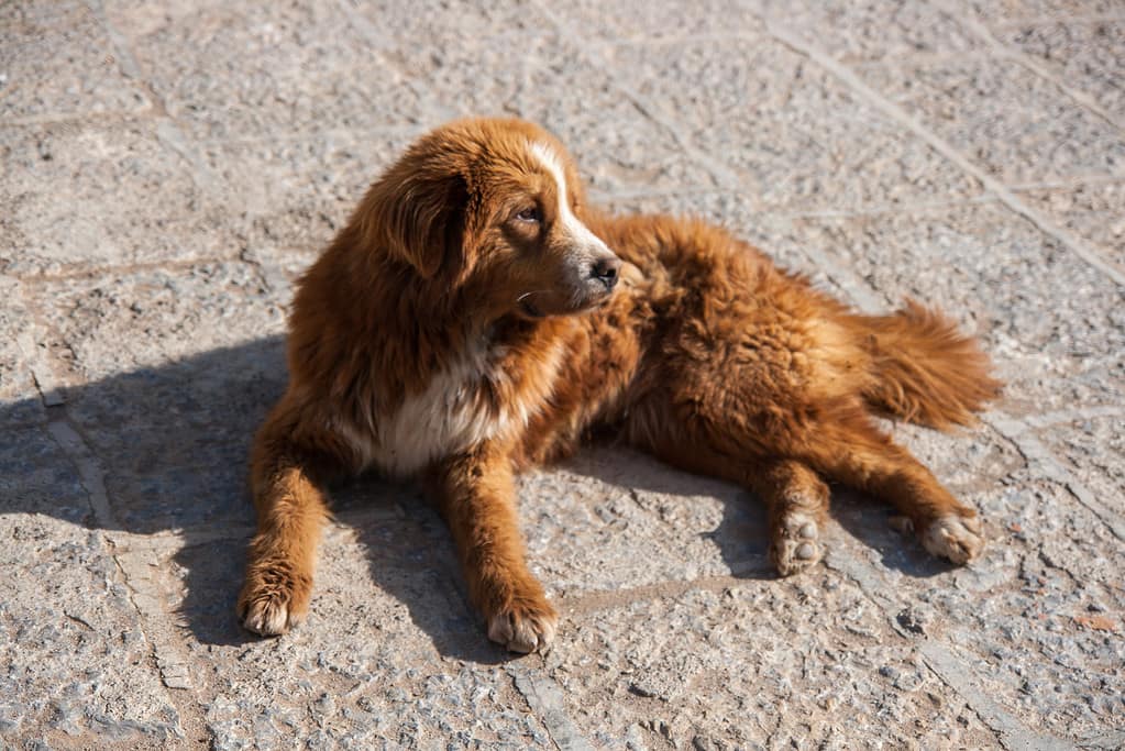 Tibetan Mastiff sitting on the floor