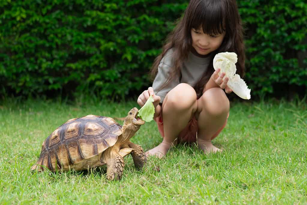 Cute Asian girl sitting and feeding turtles with vegetables on green grass. Concept Turtle (Centrochelys sulcata), pet, dear friend. children feeding animals