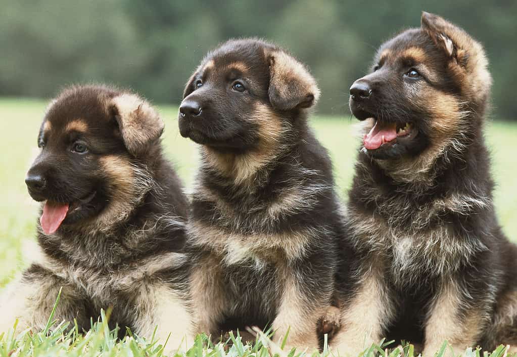 Three german shepherd puppies