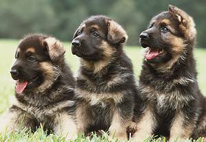 When to Neuter or Spay Your German Shepherd: 5 Steps to Follow Picture