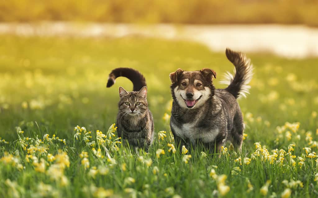 two cute furry friends striped cat and cheerful dog are walking in a sunny spring meadow