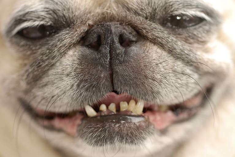 I need the dentist!
