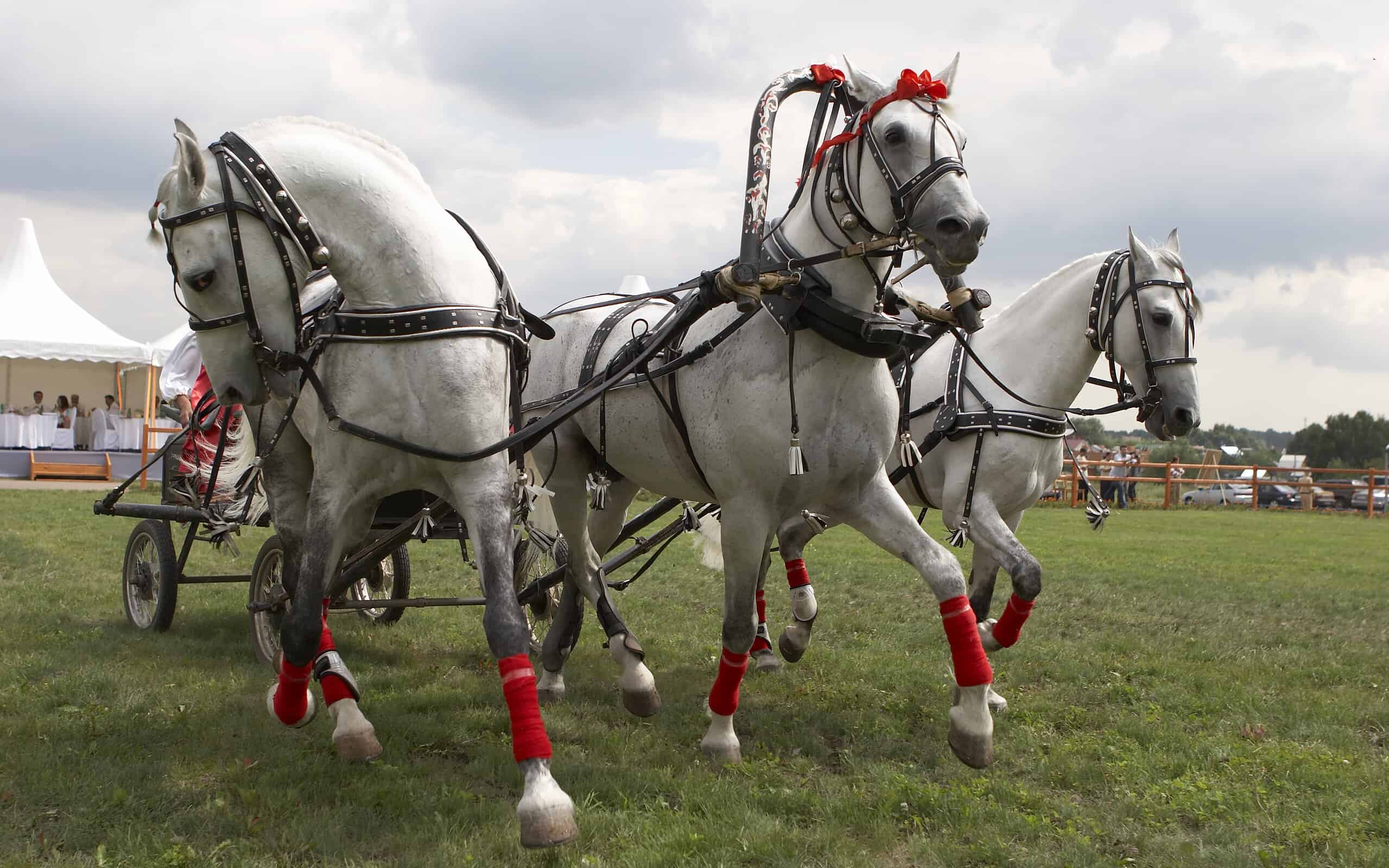 Famous Russian horse trio "troika"