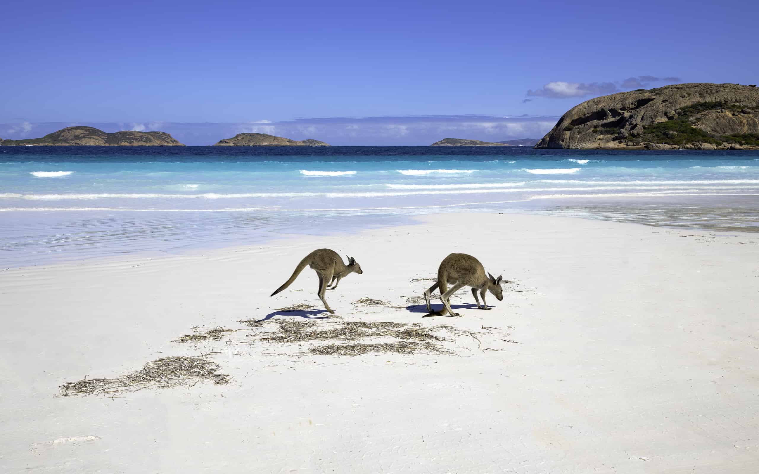 Kangaroo family on the beach of Lucky bay, Esperance, Western Australia