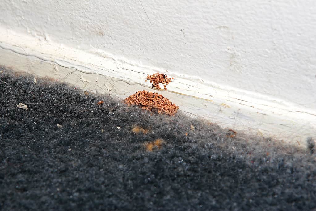 Drywood termite fecal pellets against a wall