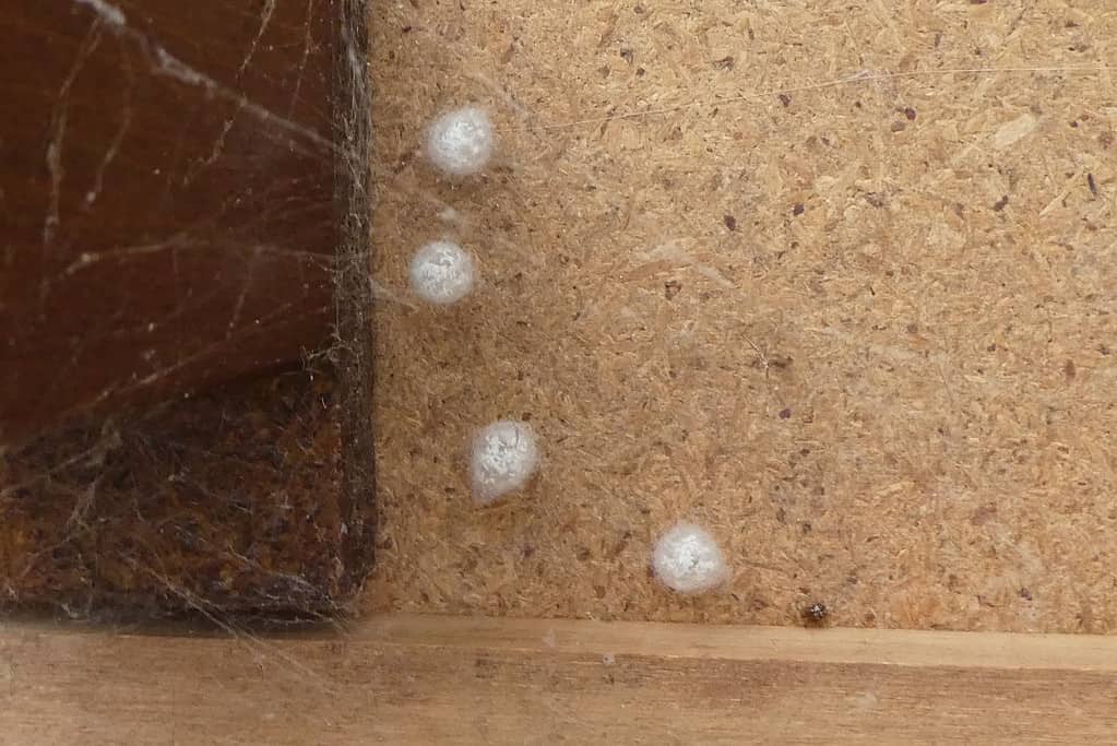 spider egg identification