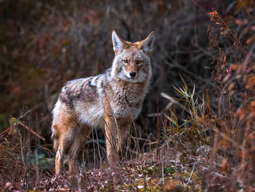 Coyotes in Indiana Population, Common Locations, Hunting Rules, and