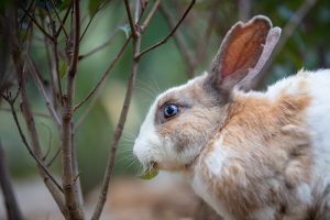 Can Rabbits Have Rabies: What To Do If Bitten By One Picture