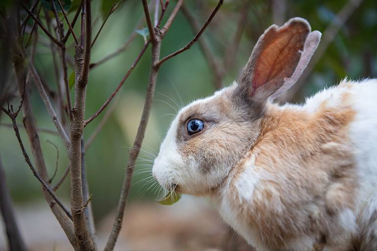 Colorful Rabbit