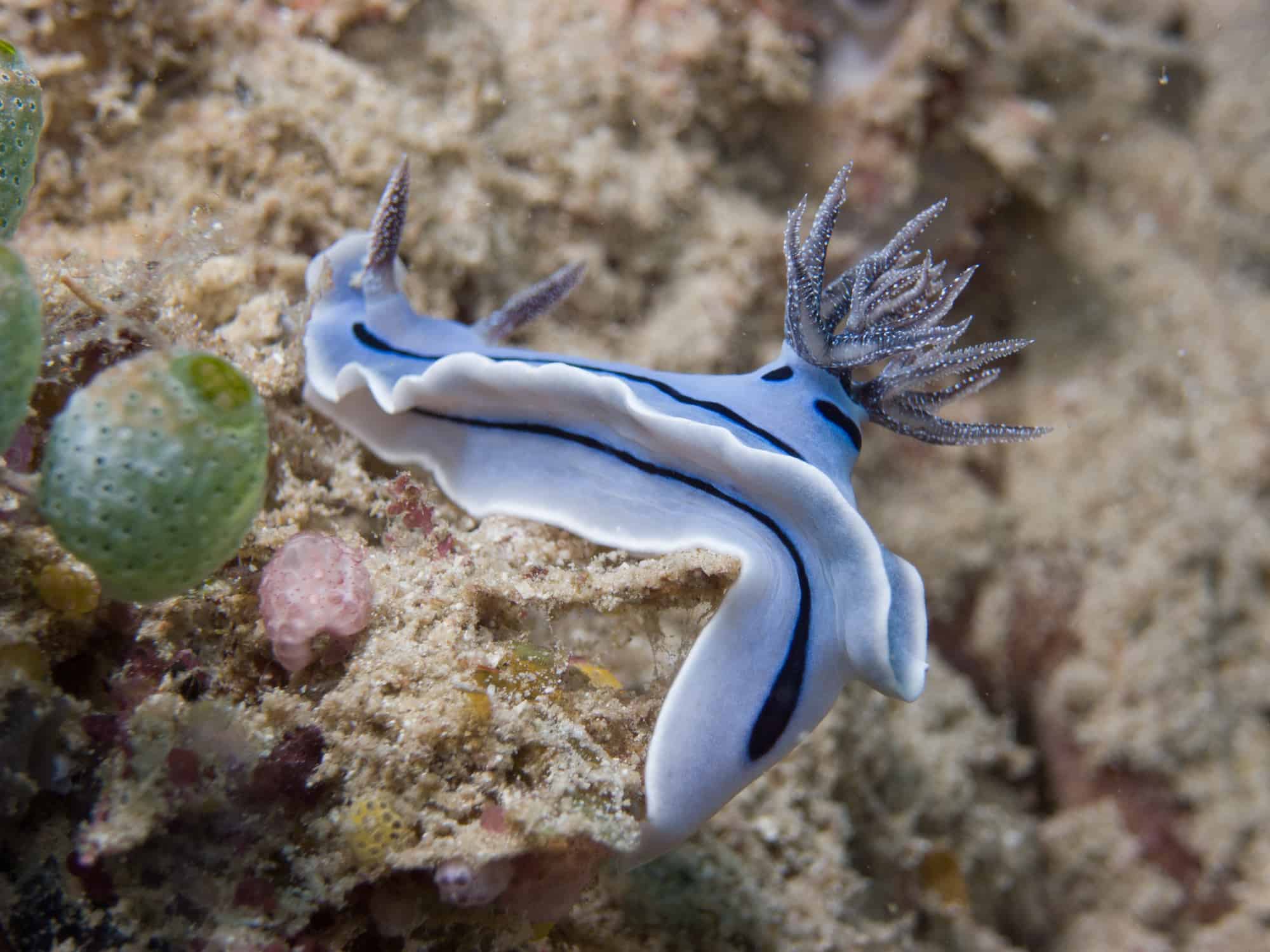 Nudibranch - Sea Snails