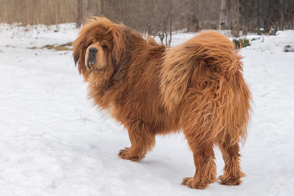 Beautiful large dog breed Tibetan Mastiff, standing in the snow