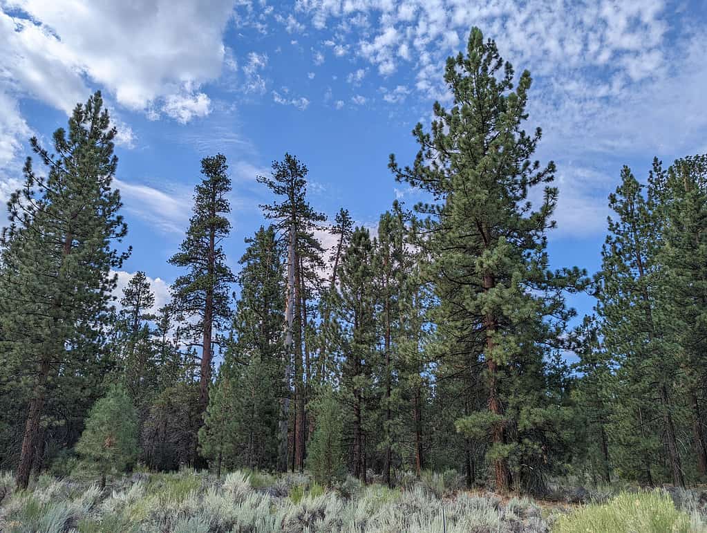 Ponderosa Pine Trees on the North Shore of Big Bear Lake, San Bernardino County, California
