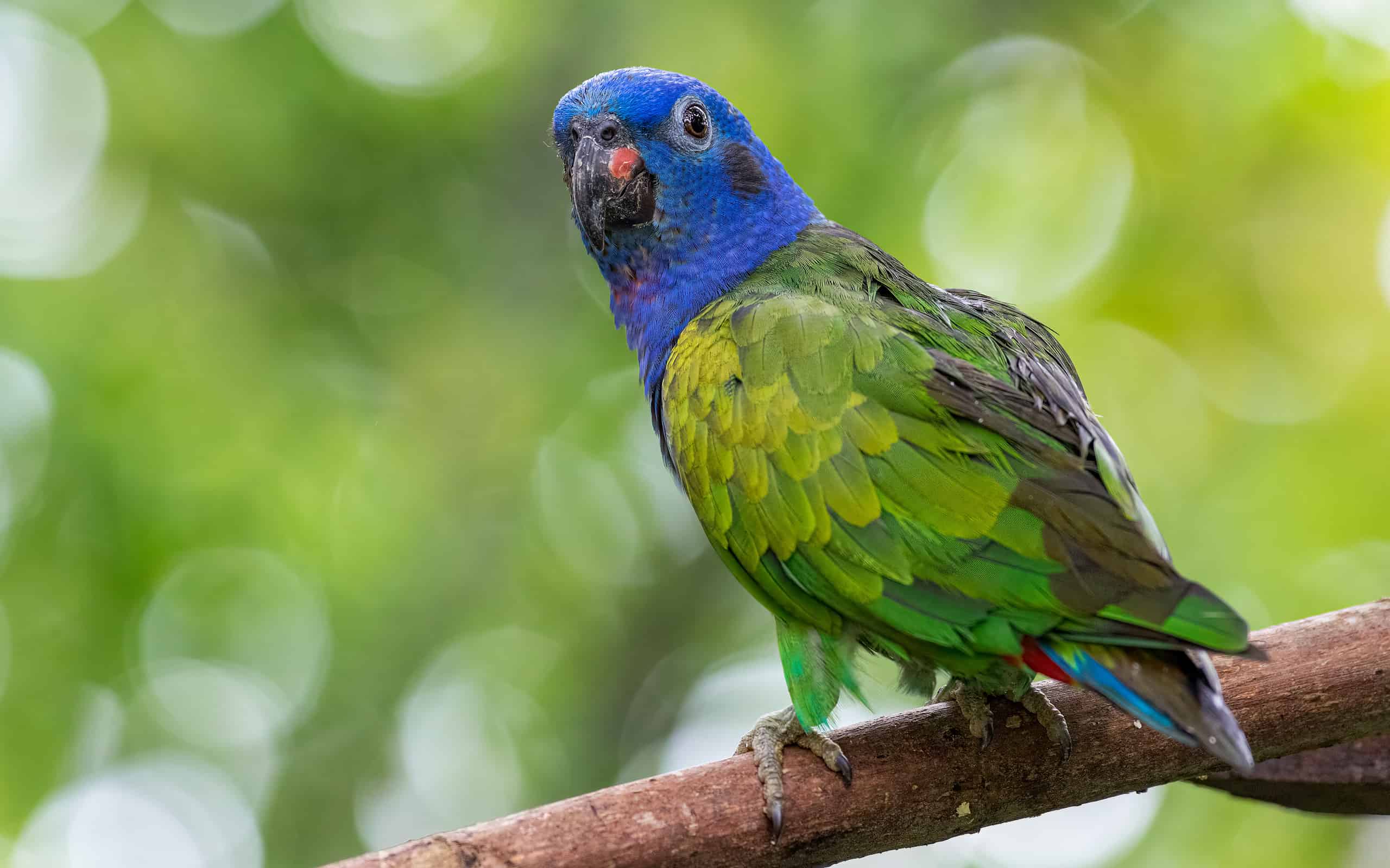 Blue-headed Parrot (Pionus menstruus). Beautiful parrot perched on a tree trunk with an out of focus background