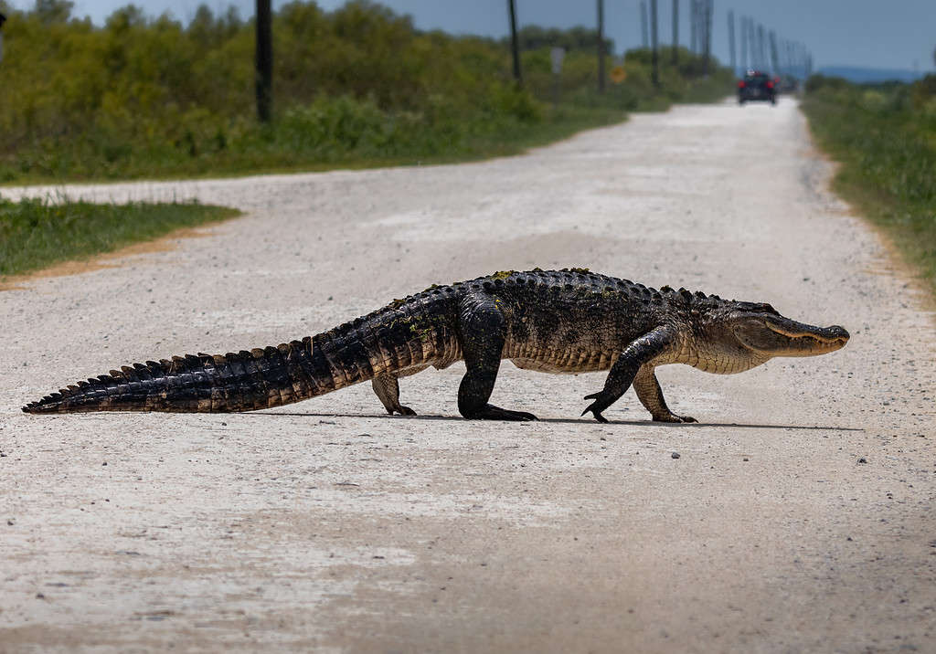 Wildlife of Florida Urban Areas American Alligators