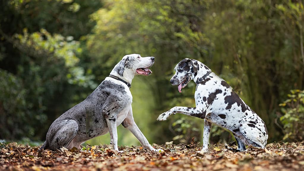 Two Great Danes Autumn