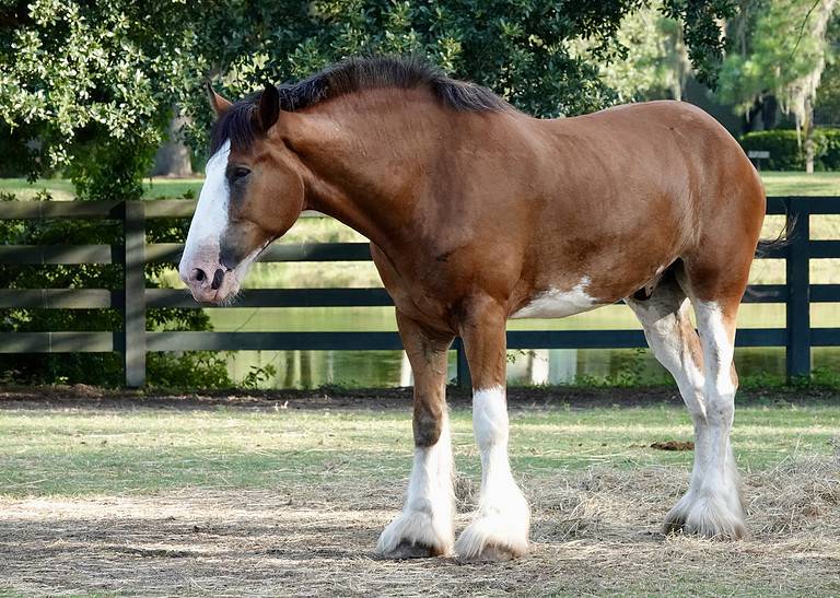 Clydesdale Portrait