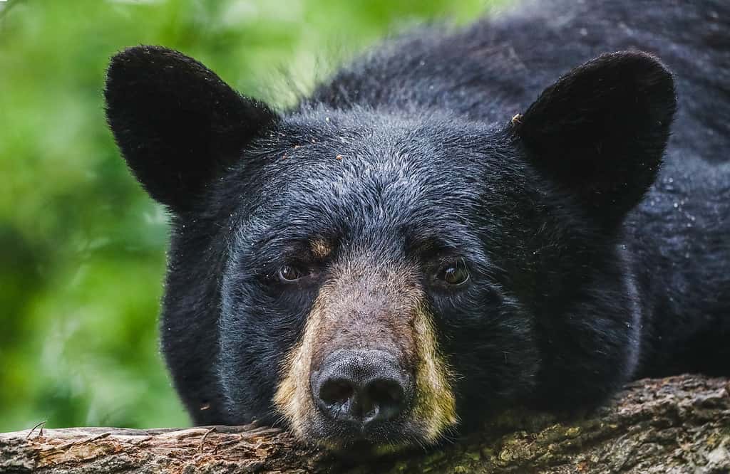 Black Bear, Animal Wildlife, Cute, American Black Bear, Photography