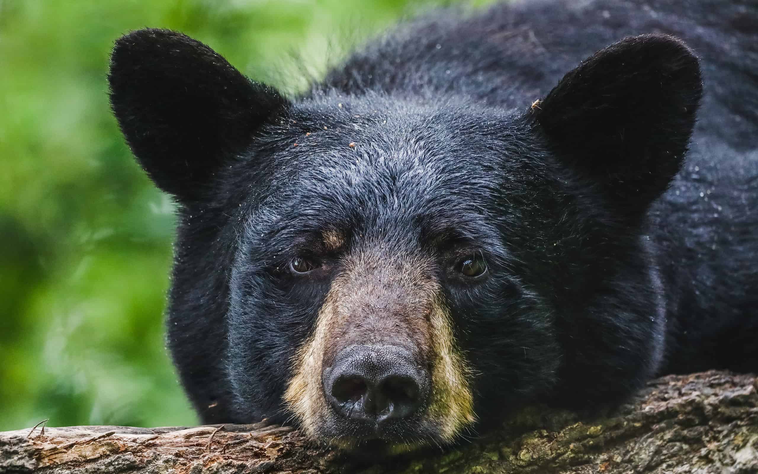 Black Bear, Animal Wildlife, Cute, American Black Bear, Photography