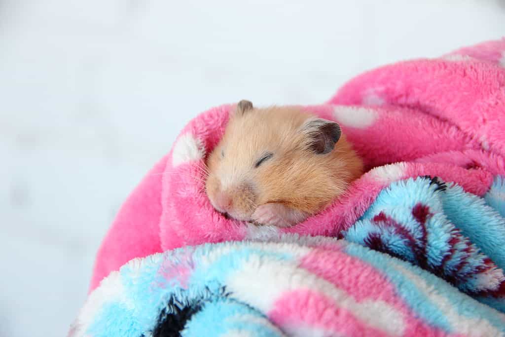 Syrian hamster sleeping comfortably in the bathrobe