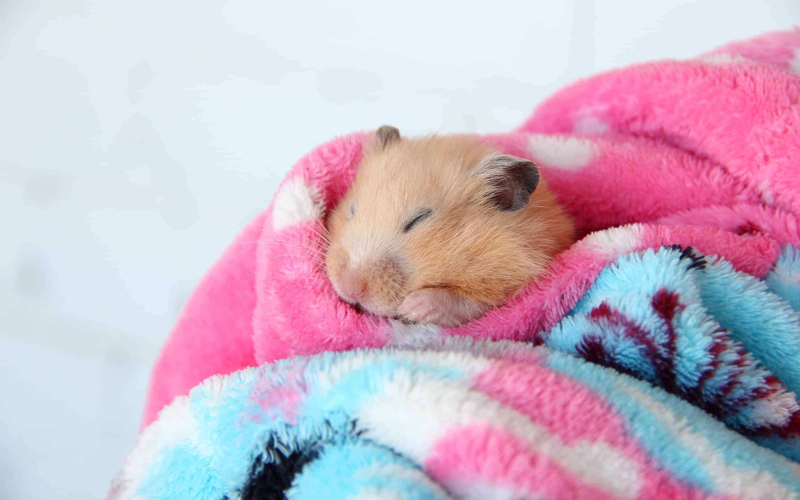 Syrian hamster sleeping comfortably in the bathrobe