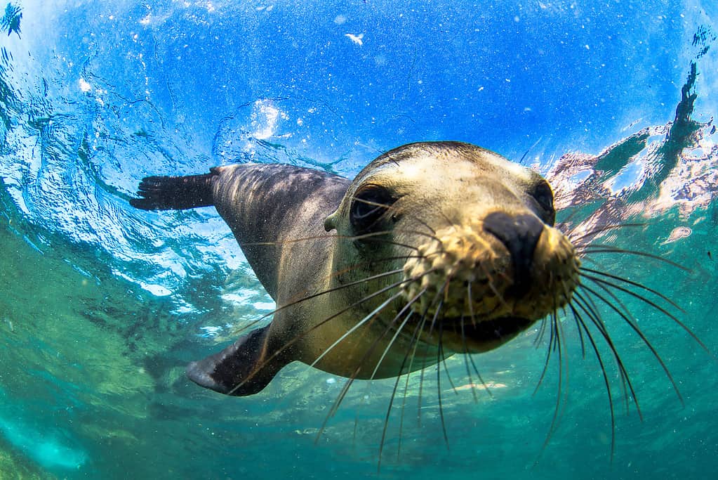 Galapagos fur seal : one of the fascinating animals of the Galapagos Islands\(Arctocephalus galapagoensis) swimming at camera in tropical underwaters. Lion seal in under water world. Observation of wildlife ocean. Scuba diving adventure in Ecuador coast