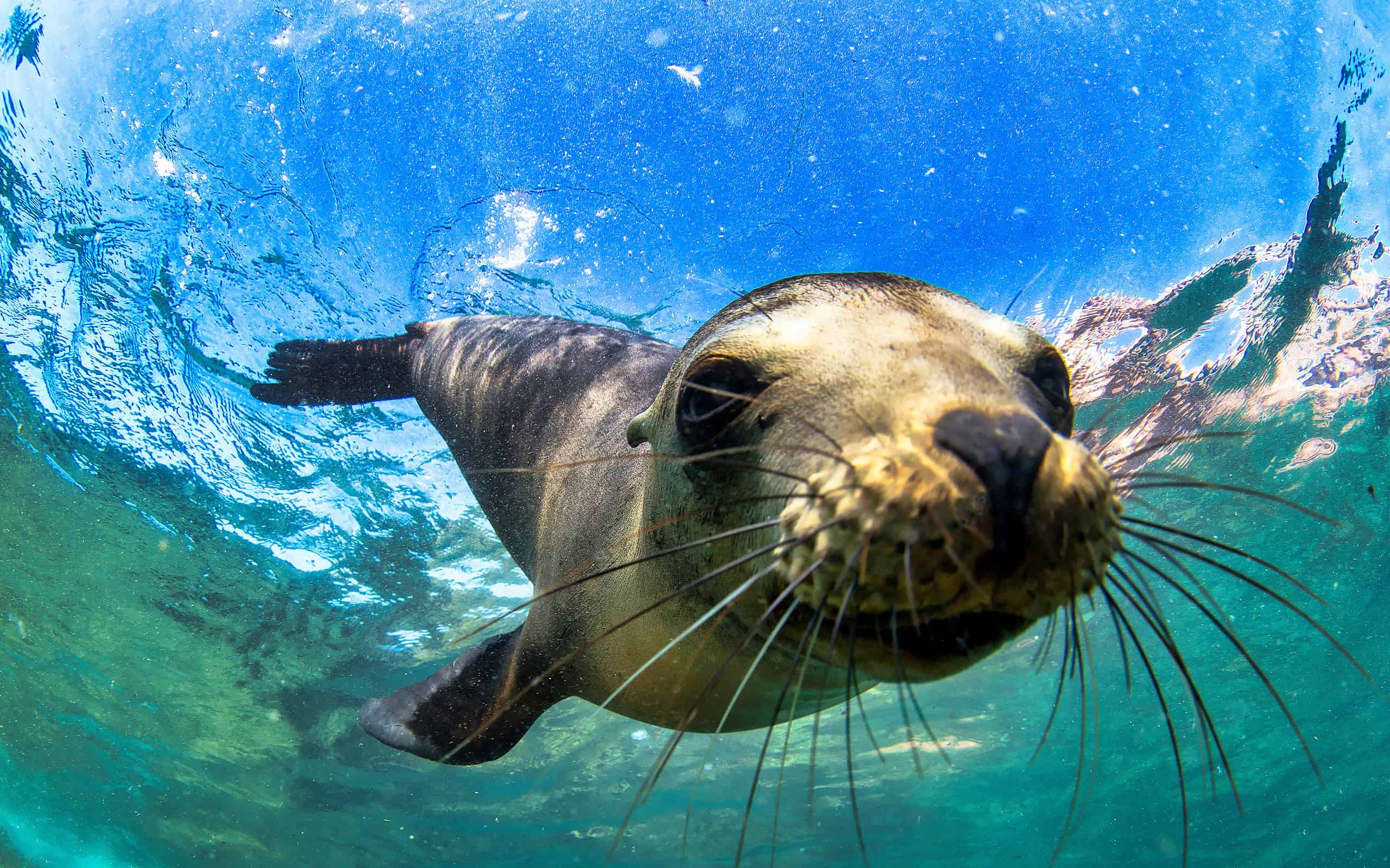 Galapagos fur seal : one of the fascinating animals of the Galapagos Islands\(Arctocephalus galapagoensis) swimming at camera in tropical underwaters. Lion seal in under water world. Observation of wildlife ocean. Scuba diving adventure in Ecuador coast