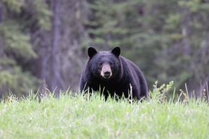 Terrifying Moment as a Hiker Successfully Scares Off Two Black Bears by Making Himself as Large as Possible Picture