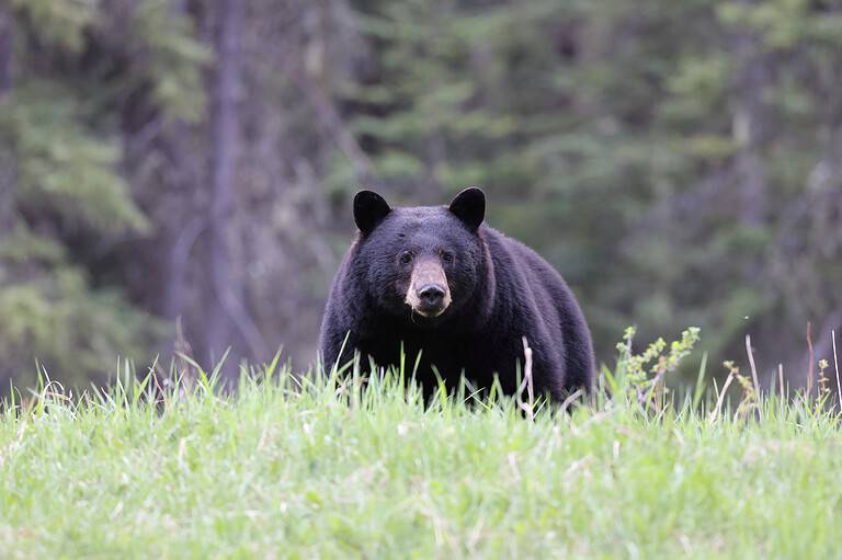 American black bear (Ursus americanus)  Jasper National Park Kanada