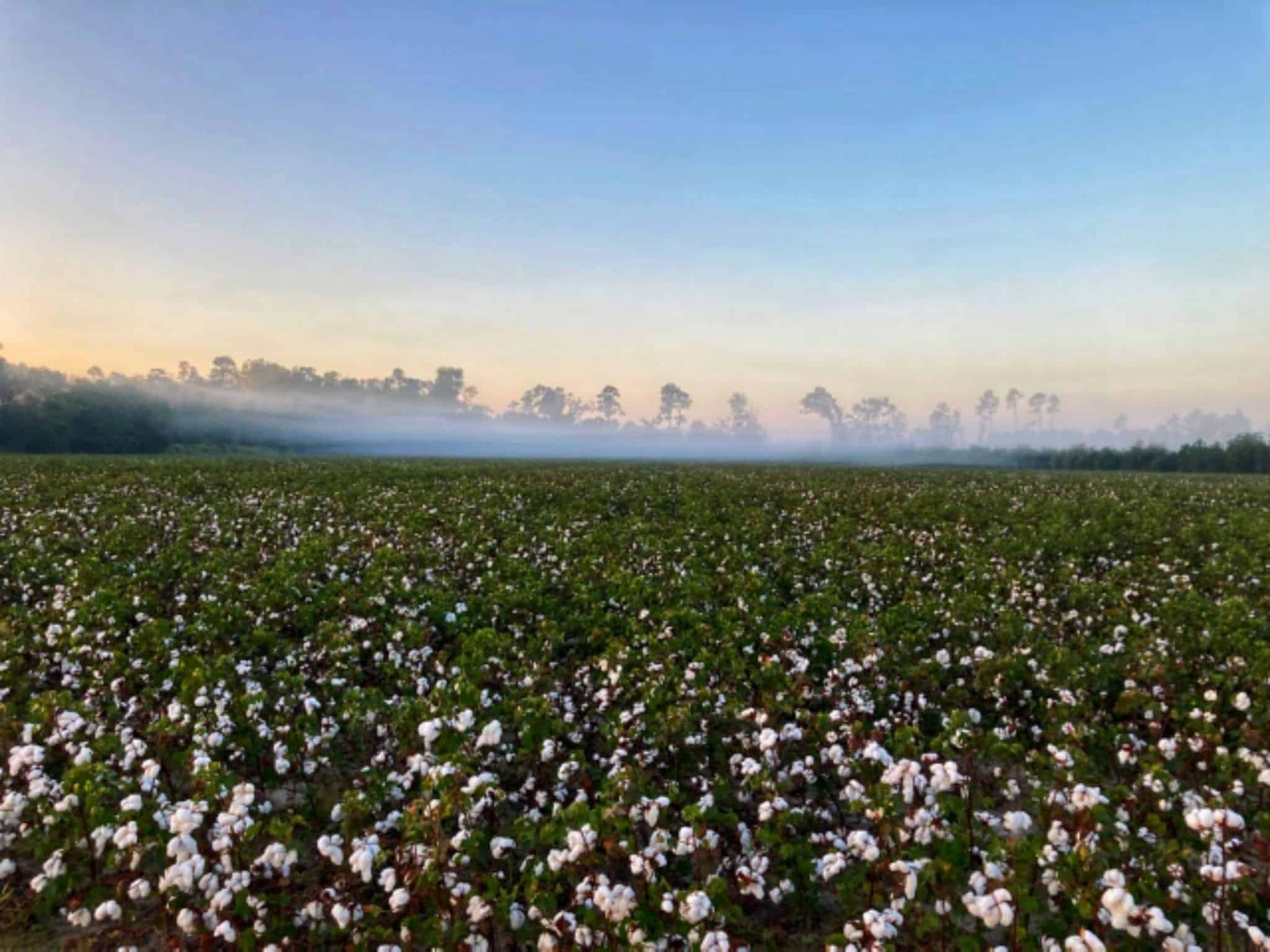 South Carolina cotton fields at sunrise