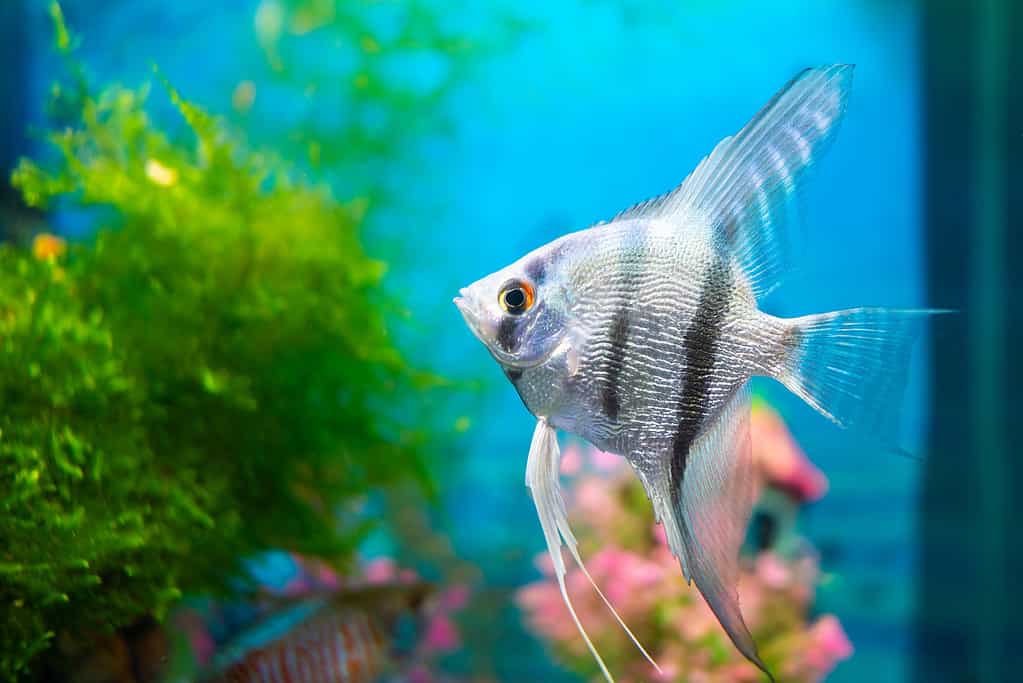 Angelfish, scalar blue fish in a home aquarium